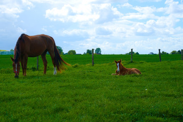 Fototapeta na wymiar Foal with beautiful mare on the meadow on a sunny and rainy day