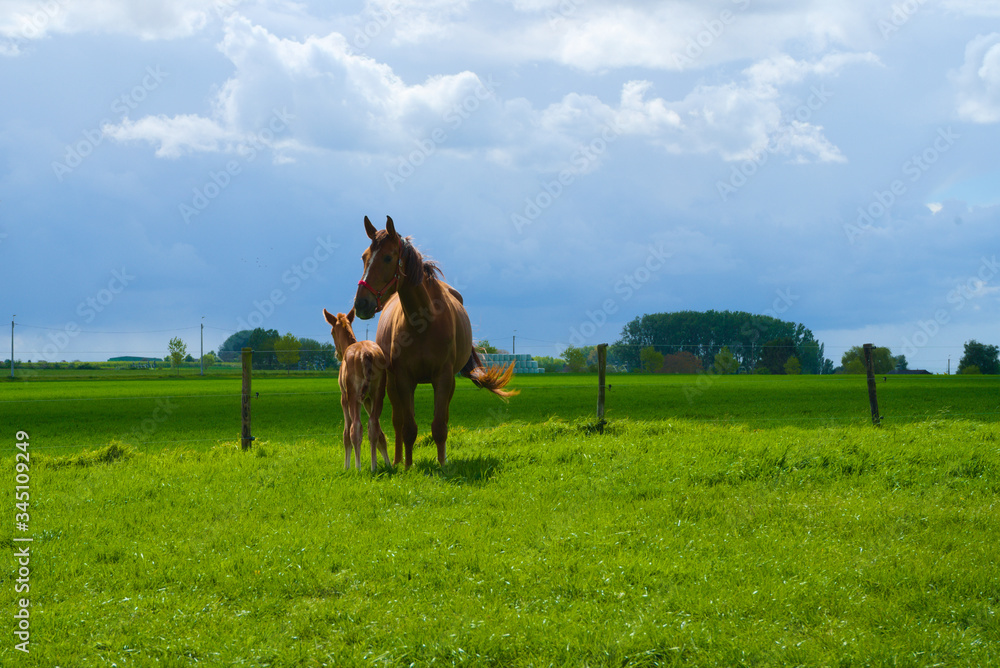 Wall mural Foal mother horse with beautiful mare baby on the meadow on a sunny and rainy day at a farm