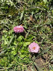 Маргаритки