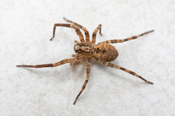 A big brown spider on a white stone background