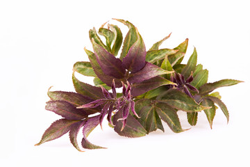 Young purple and green leaves of Black Elderberry (Sambucus) isolated on white background. Common...