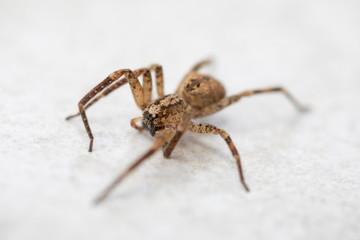 A big brown spider on a white stone background