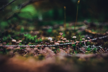 Naklejka na ściany i meble Mushrooms in the forest