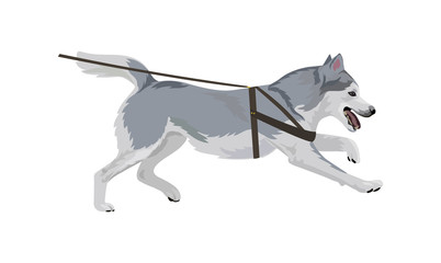 Husky dog running vector illustration. Alaskan malamute dog breed isolated on white background.