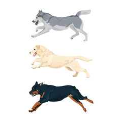 Running dogs vector set. Rottweiler, labrador and alaskan malamute running. Alaskan malamute, rottweiler and labrador dog breeds isolated on white background.