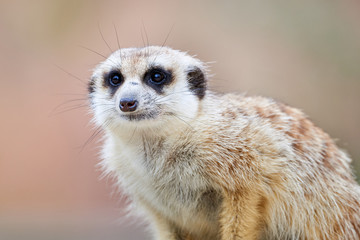 Meerkat or suricate (Suricata suricatta)