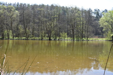 Park, Wald, Bäume, Blumen, See, Frühling