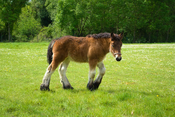 Young Belgium baby draft horse on a field