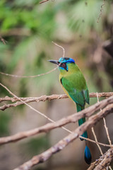 Blue-crowned motmot (Momotus momota)