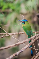 Blue-crowned motmot (Momotus momota)