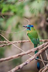 Blue-crowned motmot (Momotus momota)