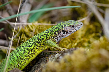 Female European green lizard