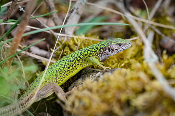 Female European green lizard