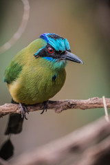 Blue-crowned motmot (Momotus momota)
