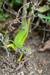 Female European green lizard
