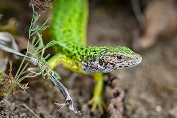 Female European green lizard