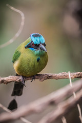 Blue-crowned motmot (Momotus momota)