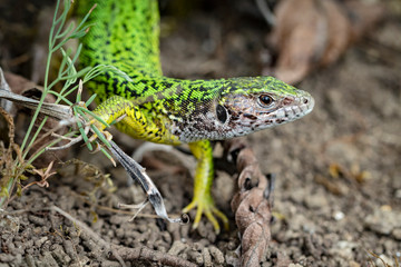 Female European green lizard