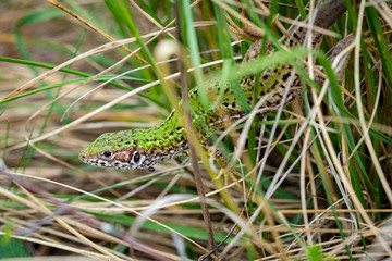Female European green lizard