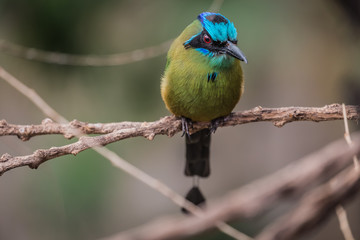 Blue-crowned motmot (Momotus momota)