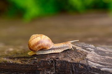 Little brown snail rolling the wooden fence