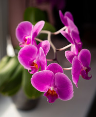 blooming orchid on the window