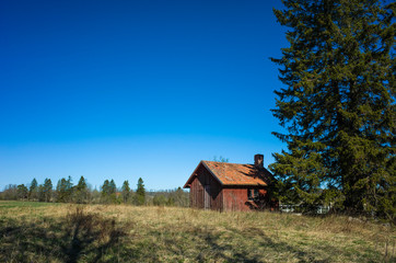 Fototapeta premium Small traditional swedish red wooden house next to spurse tree in countryside near Vasteras, Sweden