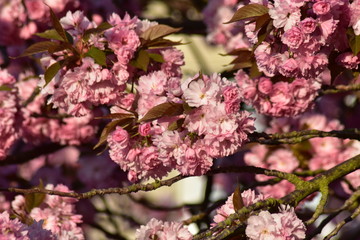 Kirschblüten