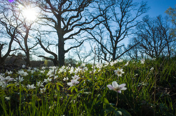 Obraz premium Small white flowers in spring forest in calm sunny day with opposite sun and soft focus. Wood anemone wildflowers. Sweden