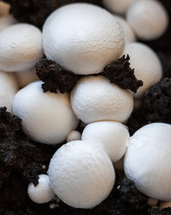 Button mushrooms in the ground