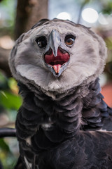 Harpy eagle (Harpia harpyja)