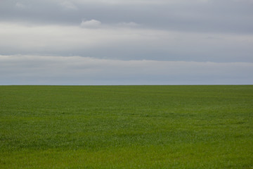 Fototapeta premium beautiful summer landscape. grass and sky.