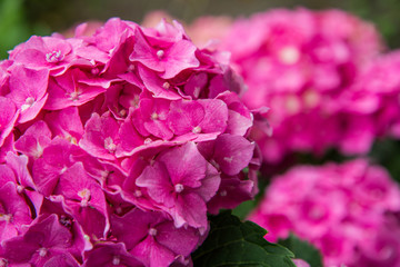Hydrangea pink flowers in close up
