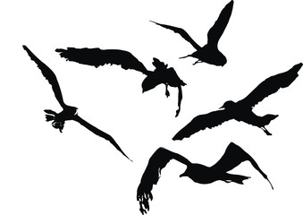 Set of Black seagulls vector illustration over white background - 345111255