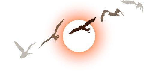 Set of brown seagulls with an orange sunset in background. vector illustration over white background