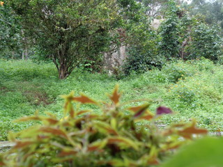 plantas
