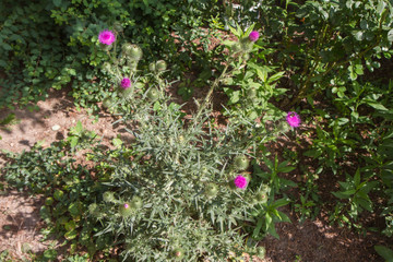 Thistle plant blooming in a meadow