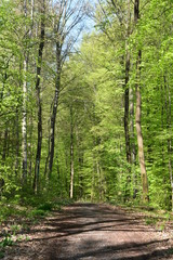 Fototapeta premium Wald, Bäume, Naturfotografie