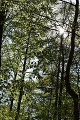 Wald, Bäume, Naturfotografie