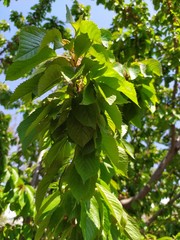 Cherry branch with young green leaves and unripe berries.