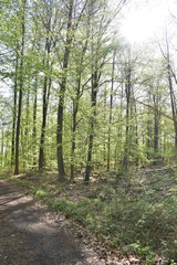 Wald, Bäume, Naturfotografie