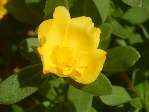 Flor