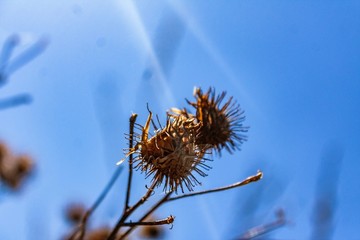 close up of a thistle