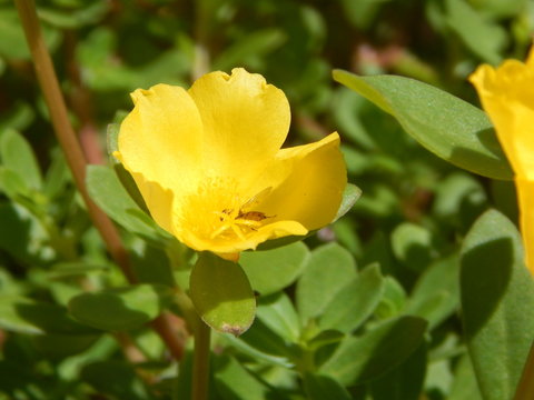 Flor