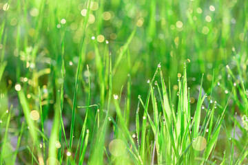 green fresh grass dew drops photo for abstract background. selective focus macro bokeh