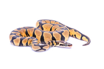 Python regius scaleless head, ball python