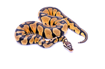 Python regius scaleless head, ball python