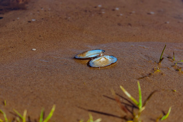 shell on the sand