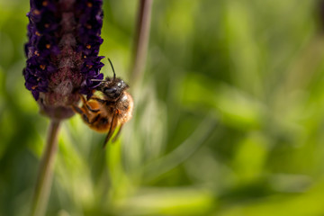 A bee on lavender flower