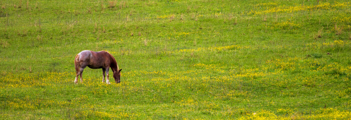 Single horse grazing in a meadow with yellow wildflowers